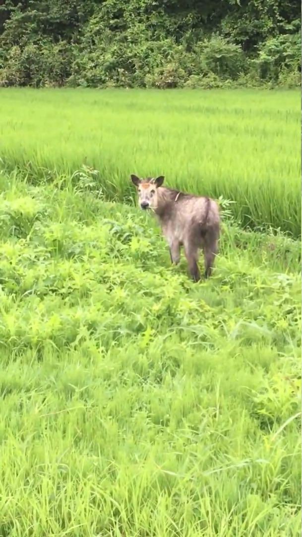 令和6秋田県産　あきたこまち　玄米20kg