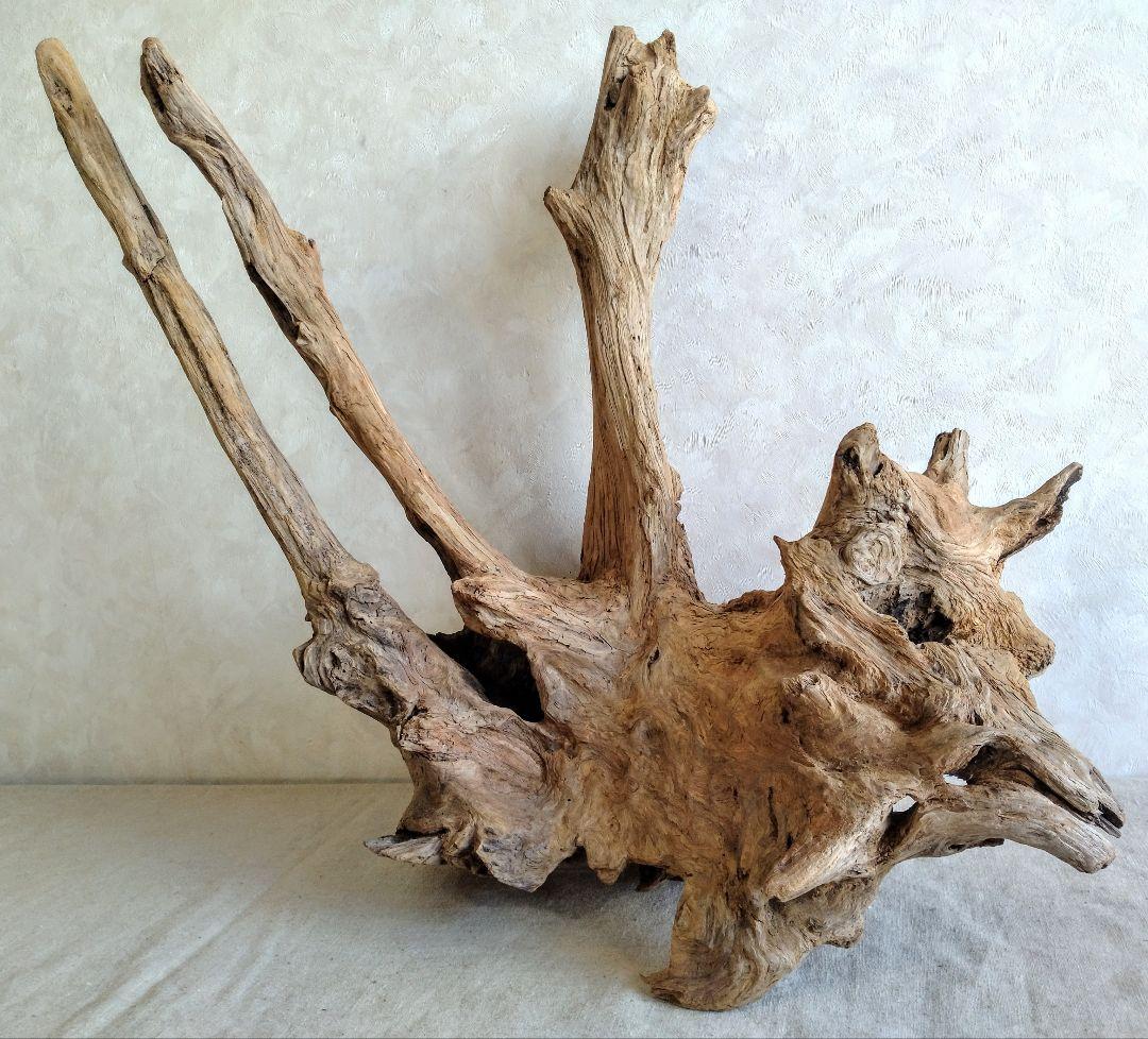 【希少】アクアリウム・パルダリウム向け 特大塊根ブランチウッド流木（約50cm） 希少】アクアリウム・パルダリウム向け 特大塊根ブランチウッド