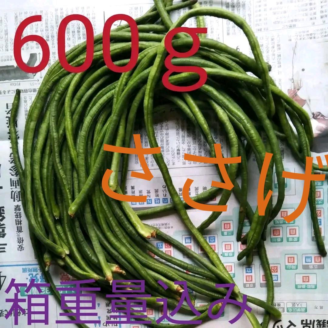 千葉産 ササゲ 4kg - emijoemedia.com 千葉産 ササゲ 4kg - emijoemedia.com