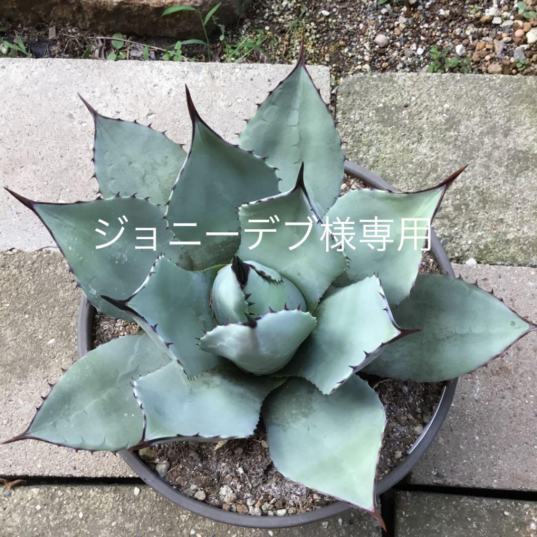 アガベ 吉祥天 大きめ