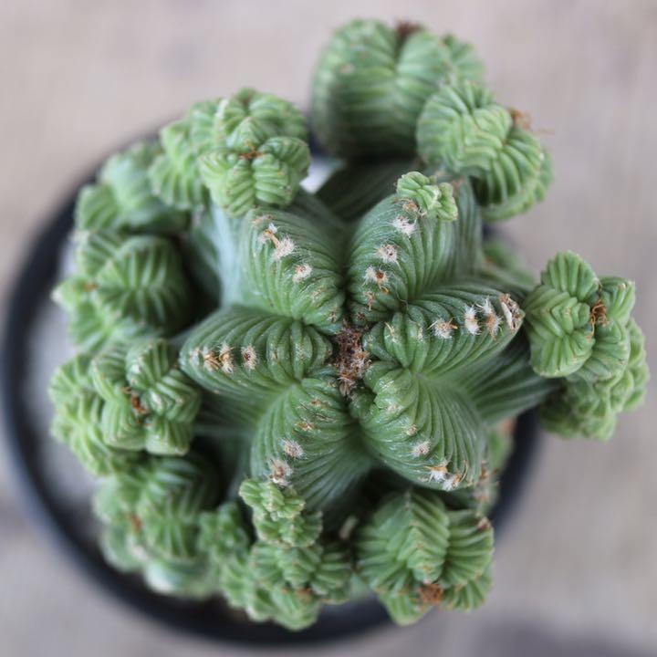 Aztekium ritteri アズテキウム　リッテリ　紅籠 W8cm