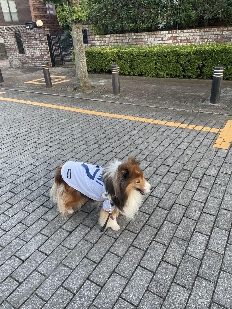 OHTANI 17 LA ホワイトユニフォーム　犬用　Lサイズ