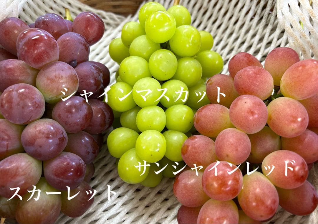 3種のブドウセット