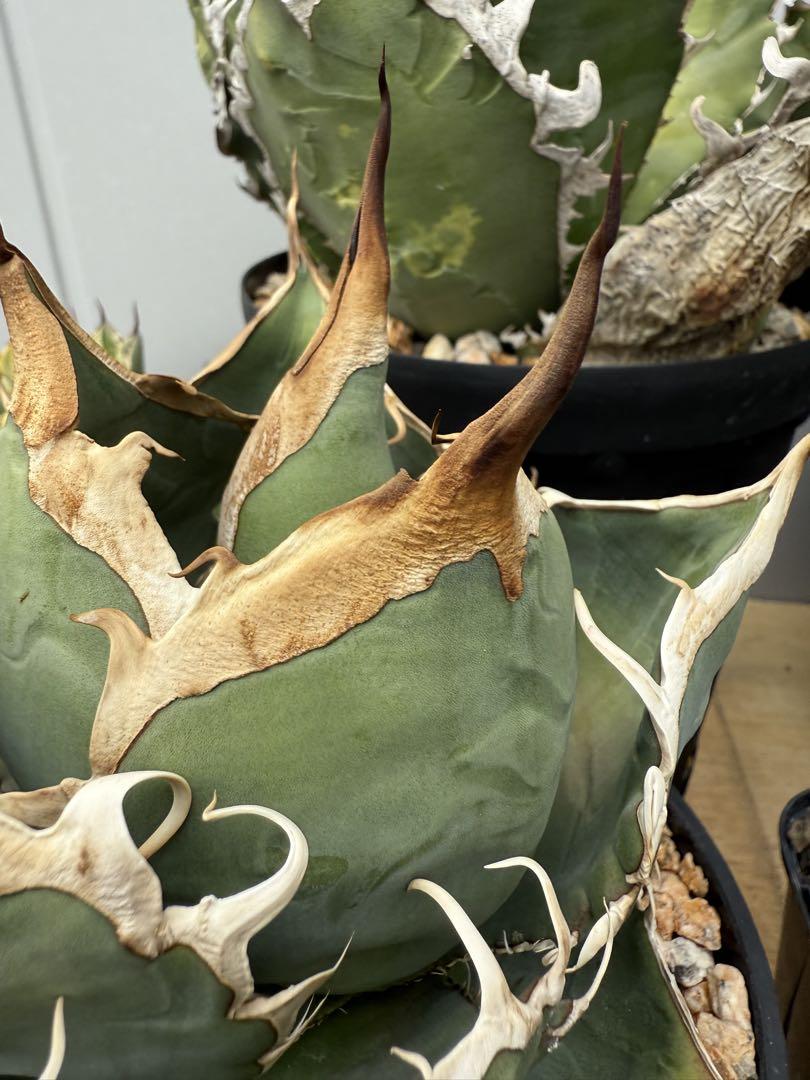 アガベチタノタseeding 検）清櫻 皇冠 大白鯊 オアハカ 麻花龍 アガベ チタノタ 白鯨 agave 検索用 清櫻 皇冠 悪魔くん SAD 白