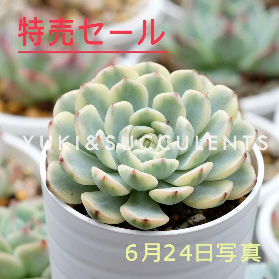 貴ちゃん様専用ページ | smsgolubovci.me