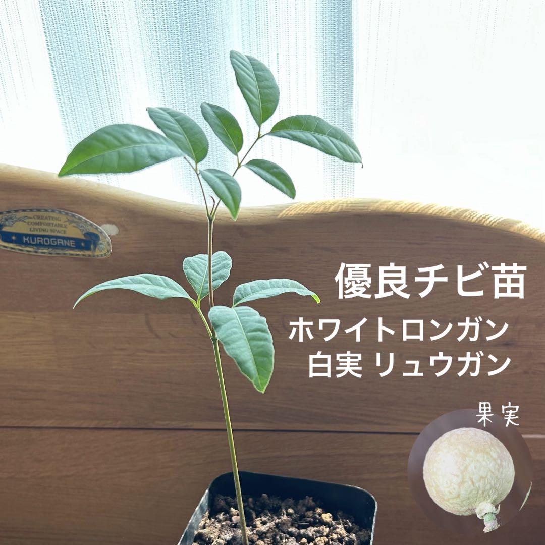 542〓希少ホワイトロンガン 白実 リュウガン 実生 オススメ 優良個体 チビ苗