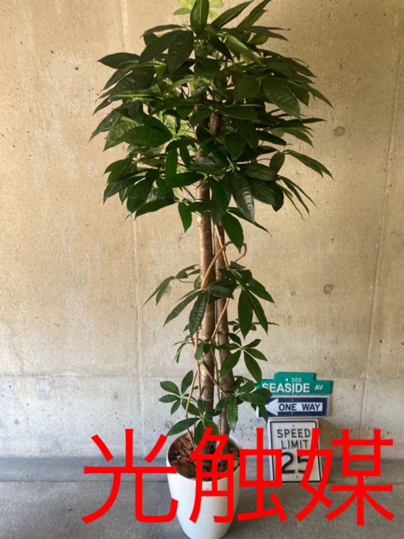 光触媒 人工観葉植物 ウォールグリーン フェイク アレンジ パキラ170