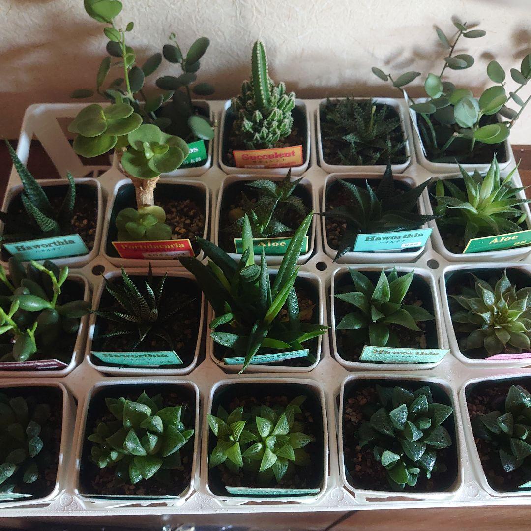 多肉植物　19個セット　ハルオチア他