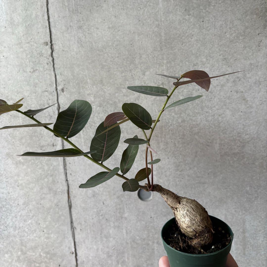 フィランサス　ミラビリス 250630 19 フィランサス ミラビリス - 観葉植物・生花・ドライフラワー通販