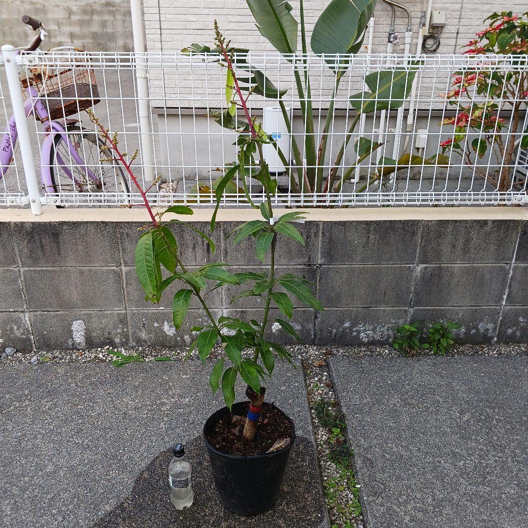 マンゴー苗 5年接木苗 レッドキーツマンゴー　花芽有り