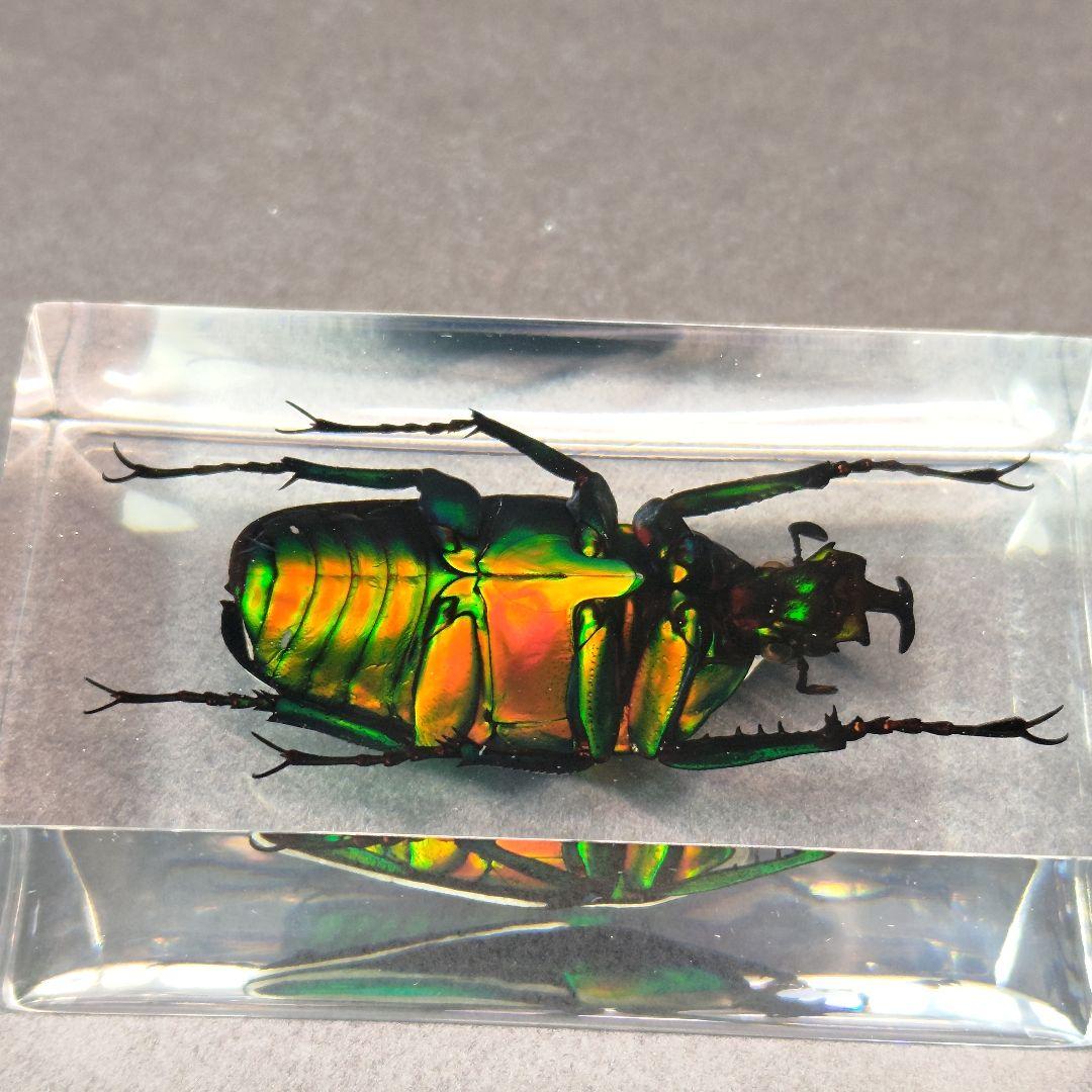 カナブン　樹脂標本　シロヘリミドリツノカナブン