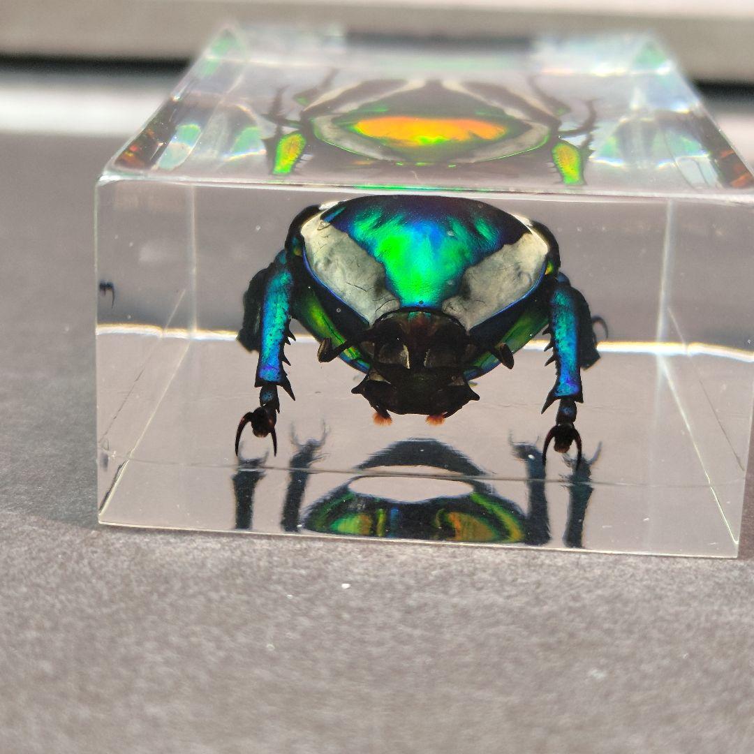 カナブン　樹脂標本　シロヘリミドリツノカナブン