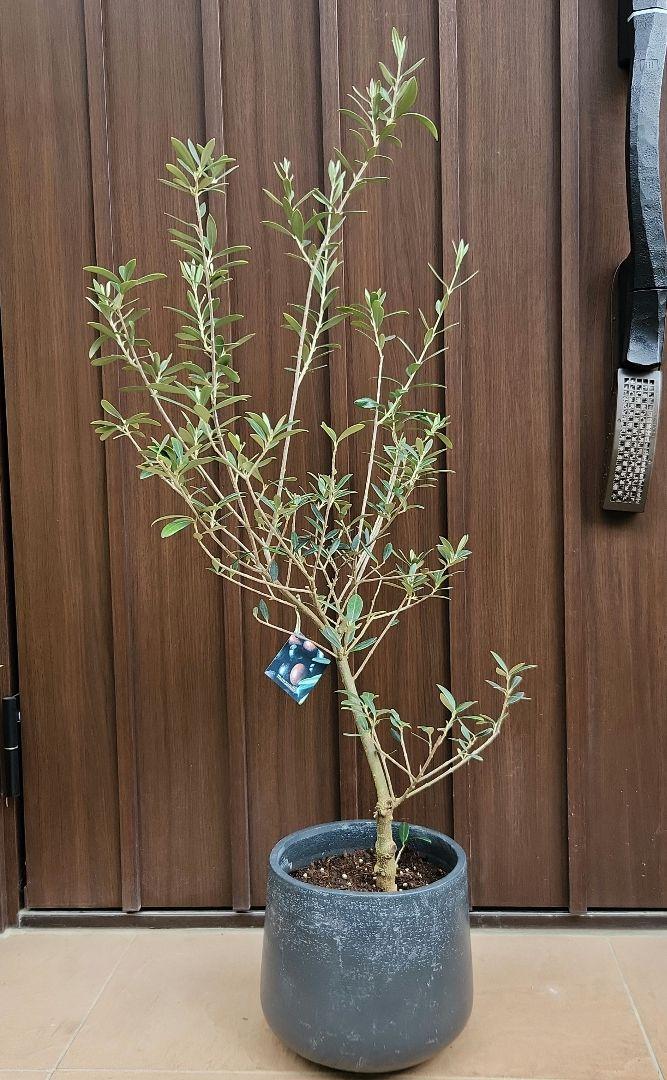 souju 創樹 オリーブ マンザニロ テラコッタ鉢植え 苗 シンボルツリー souju 創樹 オリーブ マンザニロ テラコッタ鉢植え 苗 シンボル