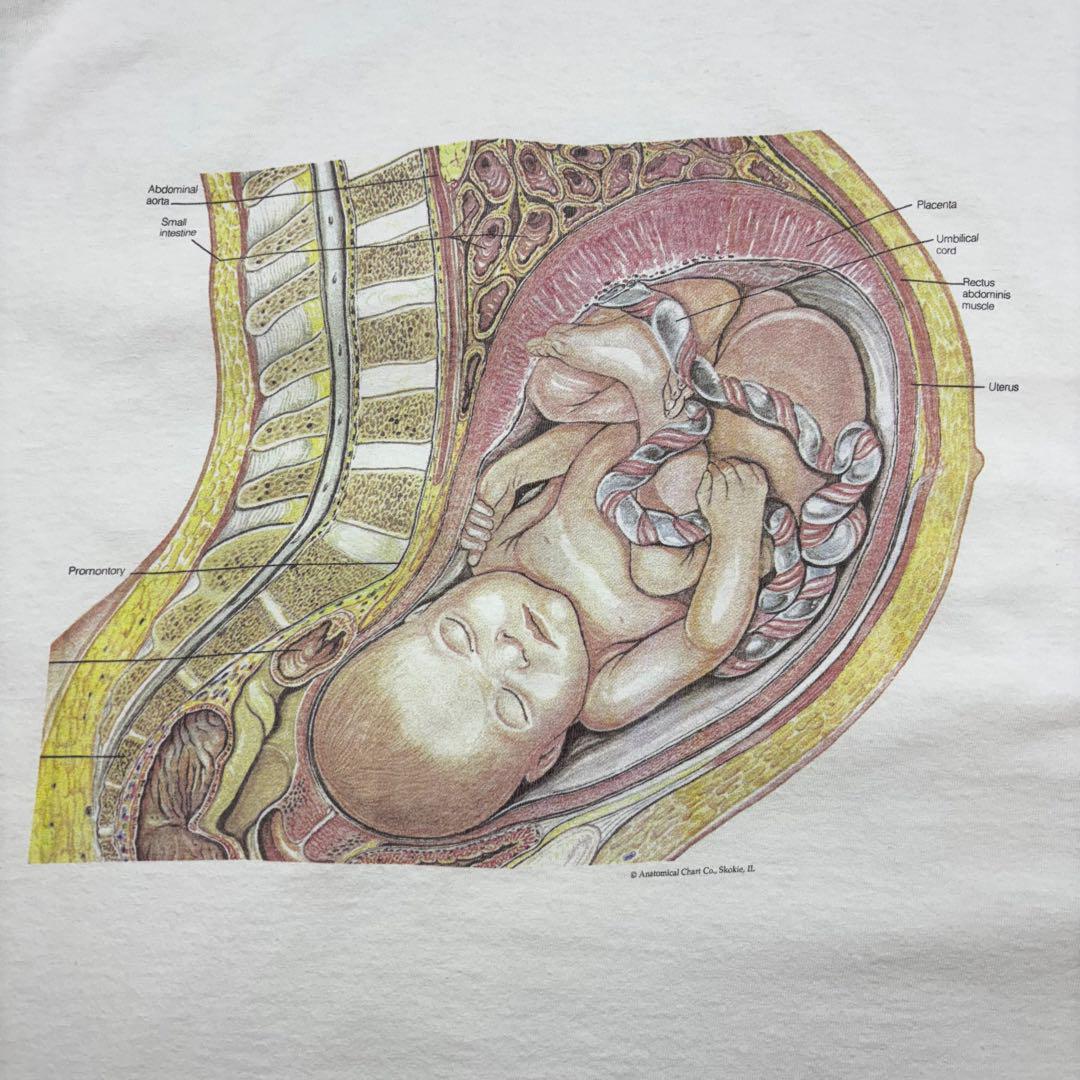90s Anatomical Chart 解剖図 受胎 胎児 Tee アートT