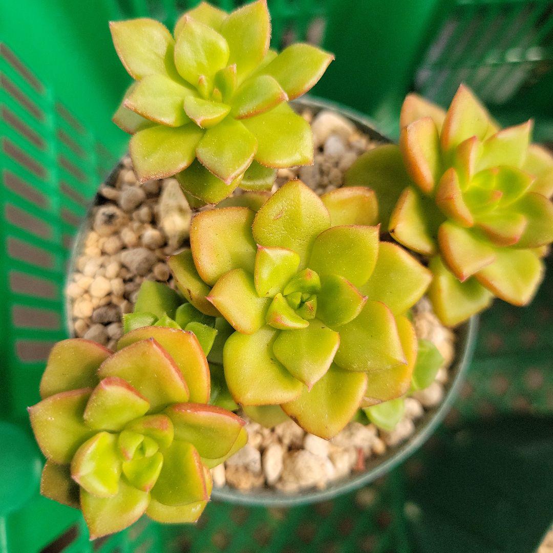 韓国苗 マジックジャムゴールド 抜き苗 - メルカリ