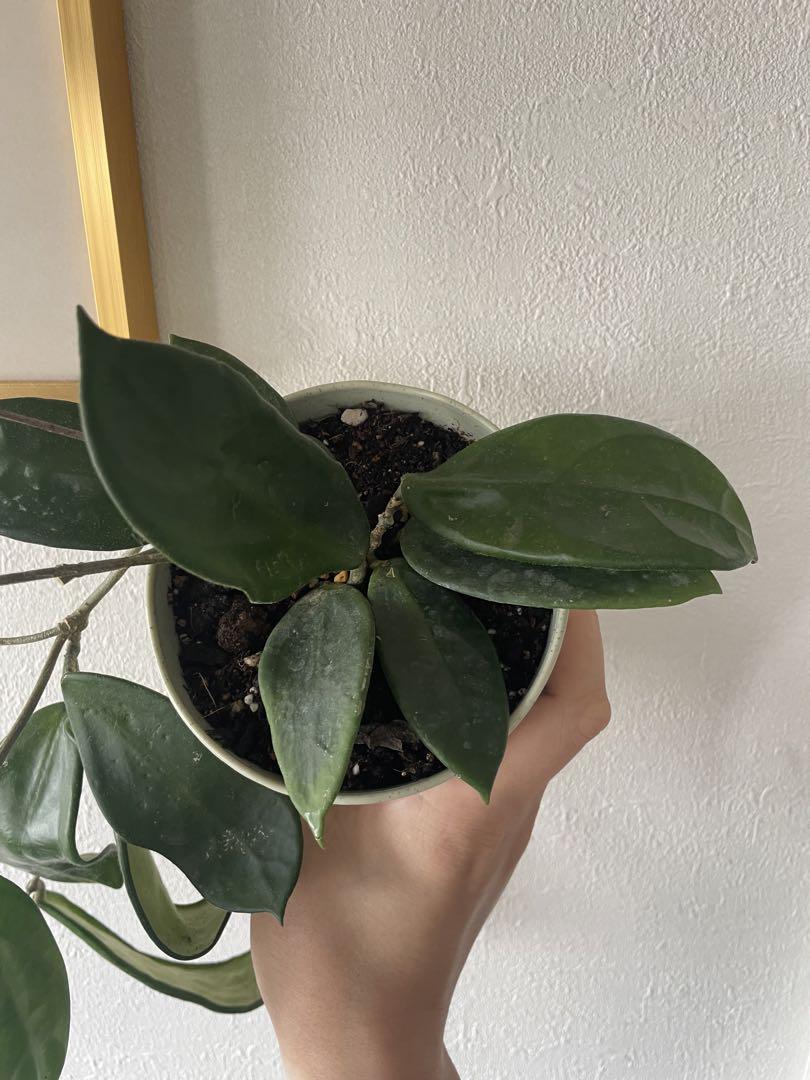レア　ホヤ　ヴァンヴィエン hoya vangviengiensis
