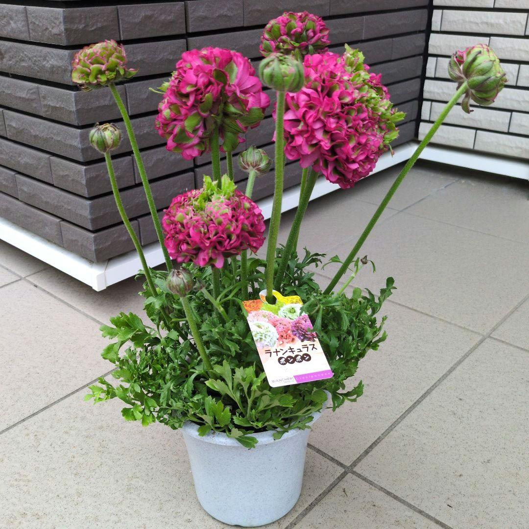 花苗　ラナンキュラス　ポンポン　アラジン　５号鉢