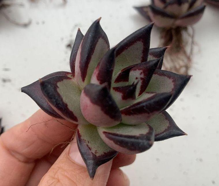 公式サイト多肉植物 黒檀エボニー 実生 30苗 特别価格 植物/観葉植物 インテリア小物¥12,636-beta.extraslice.com 公式サイト多肉植物 黒檀エボニー 実生 30苗 特别価格 植物/観葉植物 インテリア小物¥12,636-beta.extraslice.com