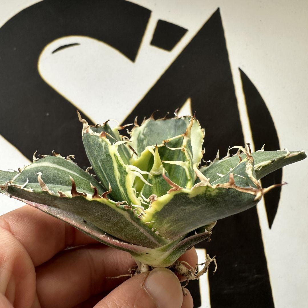 白鯨錦 縞斑錦
