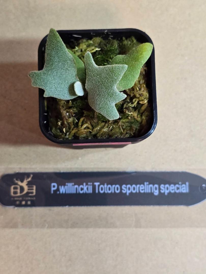 TOTORO Yellow moon dwarf spore specialタグ 観葉植物