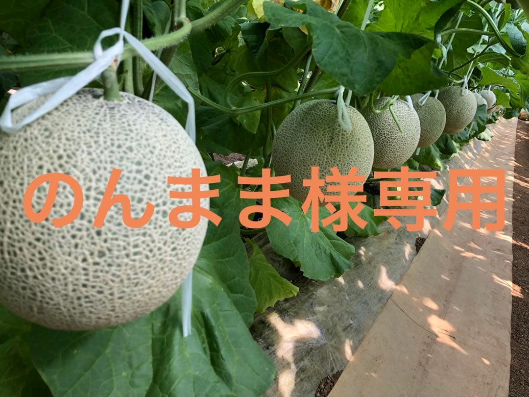 のんまま様専用 2L 2玉7/12発 - 通販 - guianegro.com.br