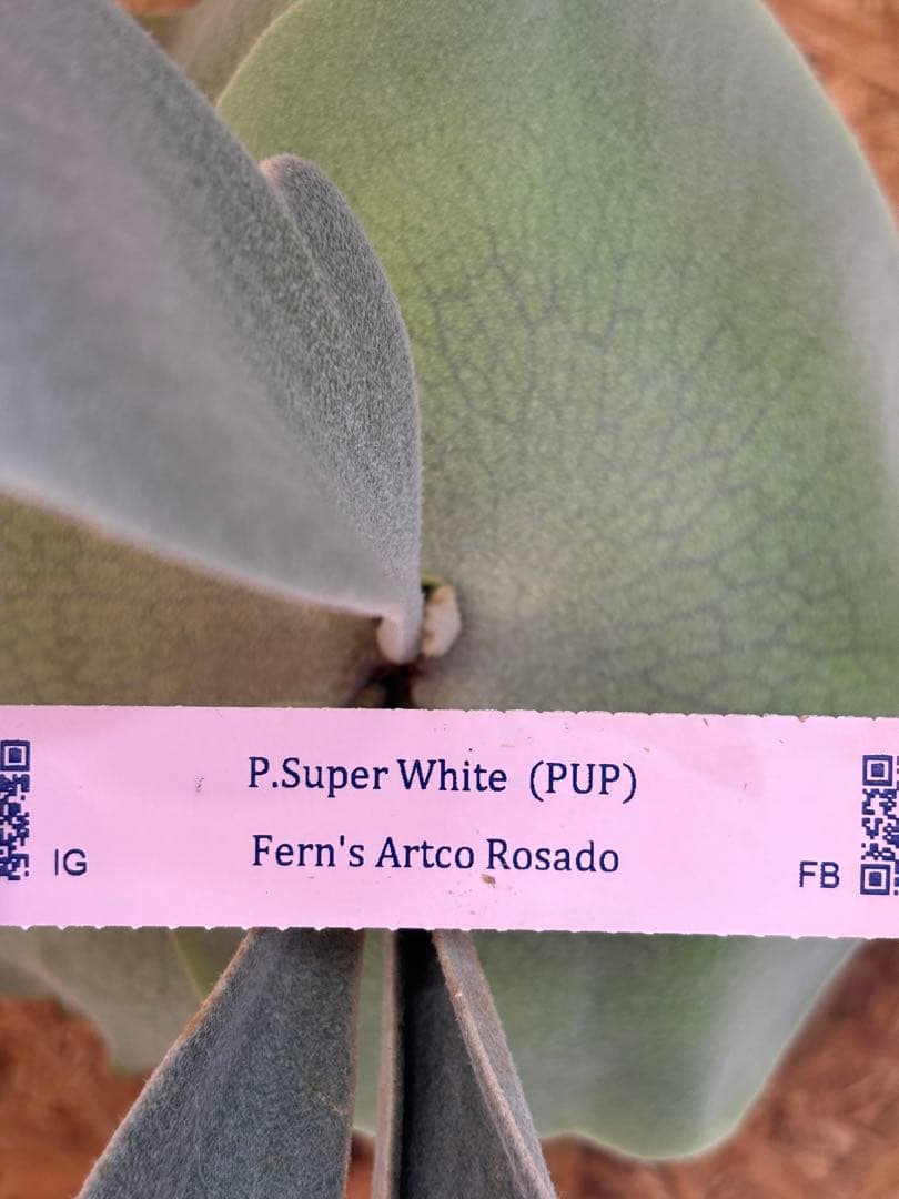 P.Super White PUP目立った傷や汚れなし YUZUMIYA_COM