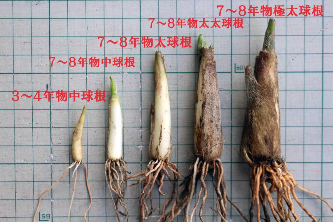 行者ニンニク 7～8年物 太球根苗 100株