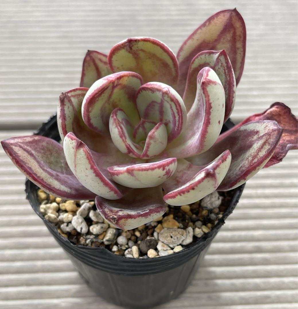 レビュー高評価のおせち贈り物 多肉植物 ミックスベリア くまどり その他多肉植物