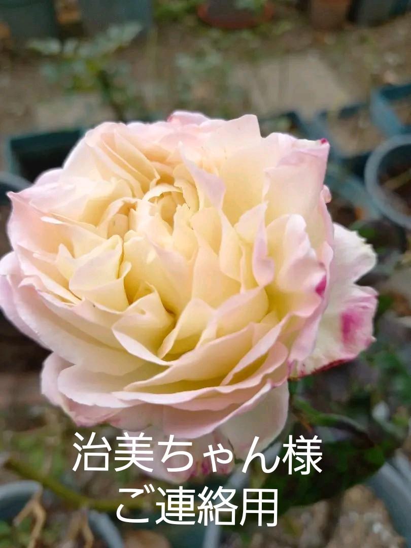 22特集 バラ苗 日陰でも 植物 観葉植物 Bu Edu Kz 22特集 バラ苗 日陰でも 植物 観葉植物 Bu Edu Kz