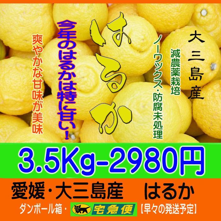 【piggyちゃん】はるか3.5Kg+Mせとか3Kg　同梱発送
