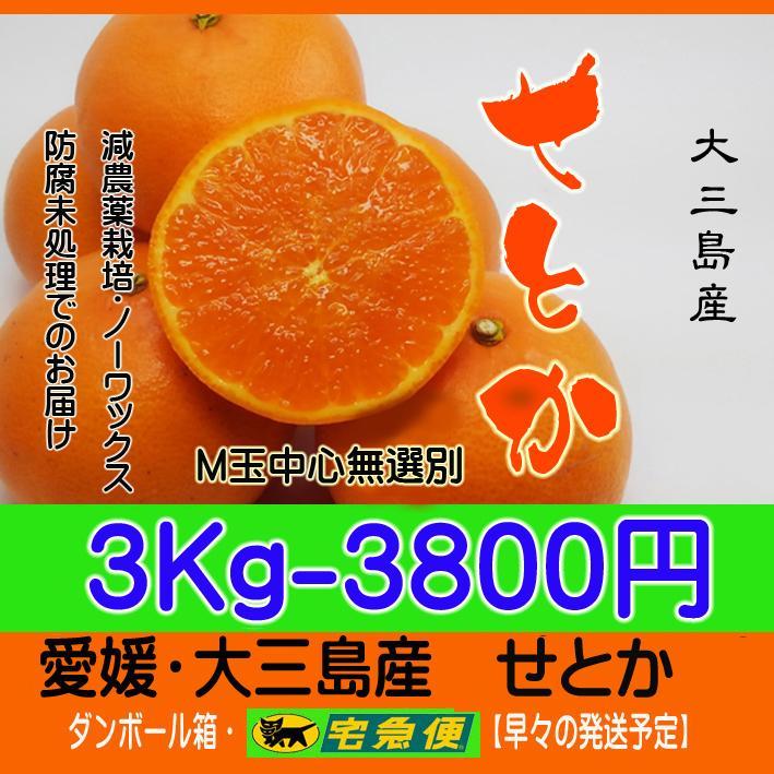 【piggyちゃん】はるか3.5Kg+Mせとか3Kg　同梱発送