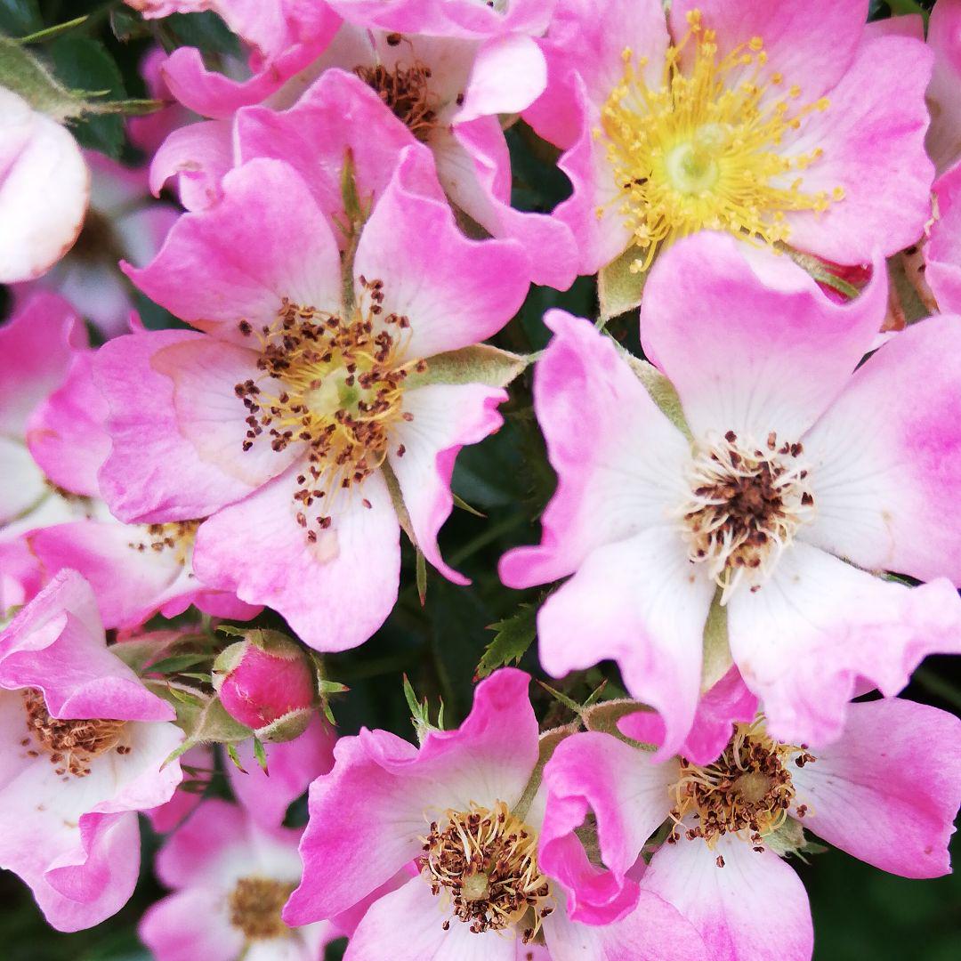 新品 挿し穂3本 ピンクミニ薔薇 - メルカリ