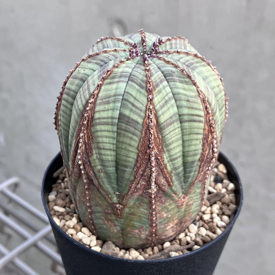 オベサ 木質化