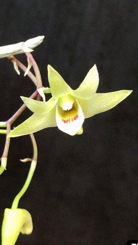 s*e様 山野草 富貴蘭 セッコク(高知県産 トサキバナノセッコク散り斑) 山野草 セッコク(高知県産 トサキバナノセッコク) - メルカリ