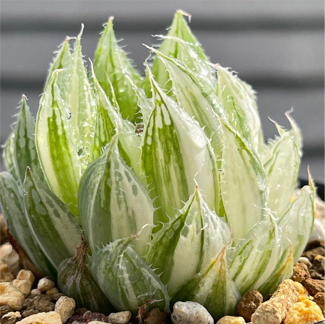 達磨艶プレミアム桃原郷 多肉植物 パキフィツム