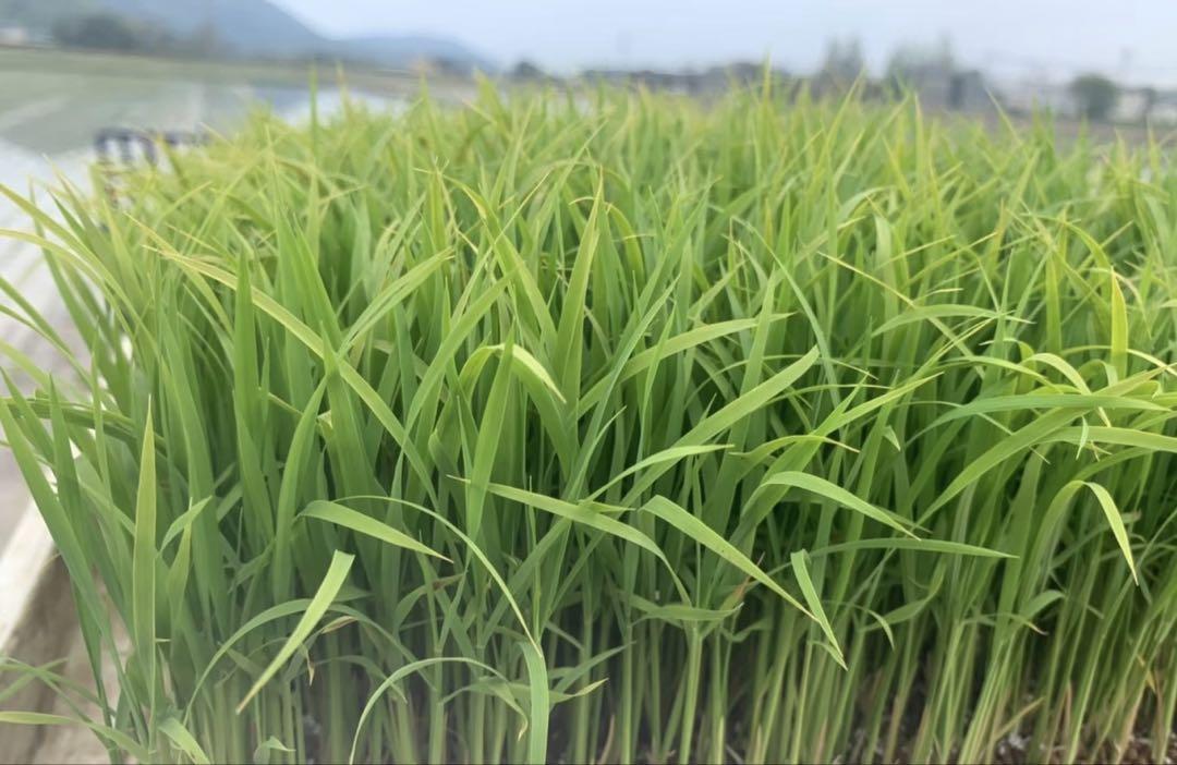 精米済み10キロ【農家直送！】新潟県産こしいぶき　特別栽培米　6年産　低温冷蔵