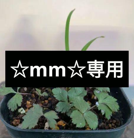 はるき専用