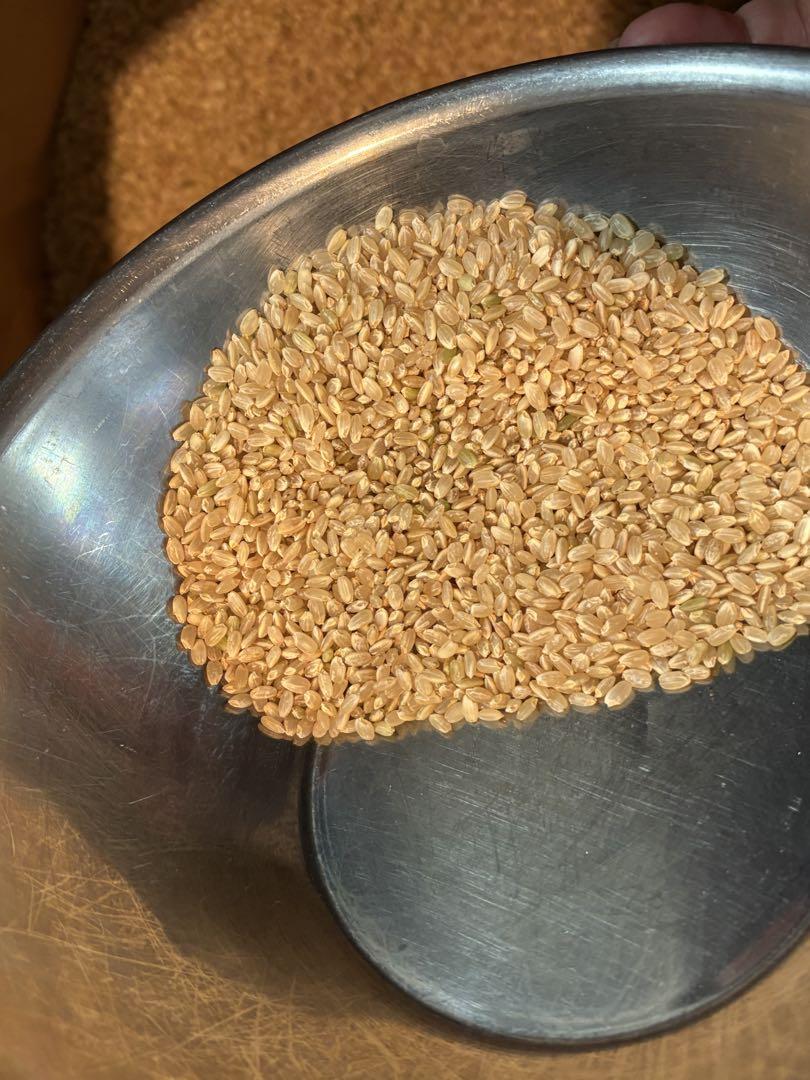 茨城県産 コシヒカリ 30kg玄米