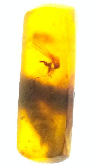 虫入り琥珀　可動水泡大1　化石　ミャンマー　カムティかタナイ産　9900万年前 虫入り琥珀 可動水泡大1 化石 ミャンマー カムティかタナイ産