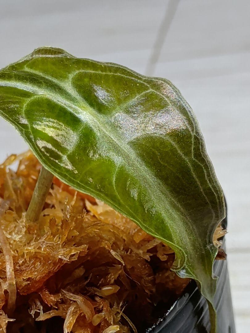 Alocasia VENOM　アロカシア　ベノム　熱帯植物