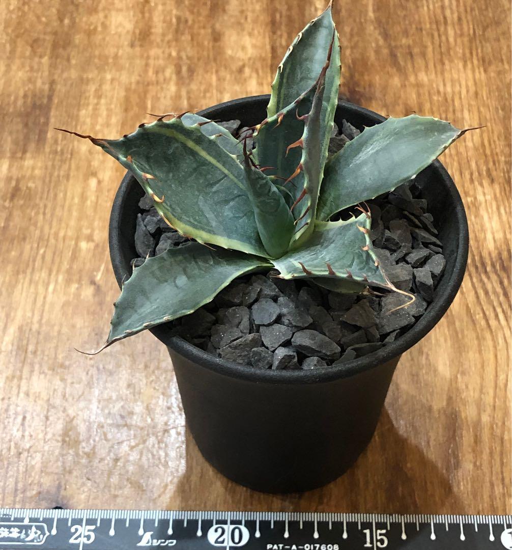 ⭐️特別価格⭐️ アガベ パラサナ錦 ファイヤーボール 頼光錦 特選 ⭐️特別価格⭐️ アガベ パラサナ錦 ファイヤーボール 頼光錦 特選