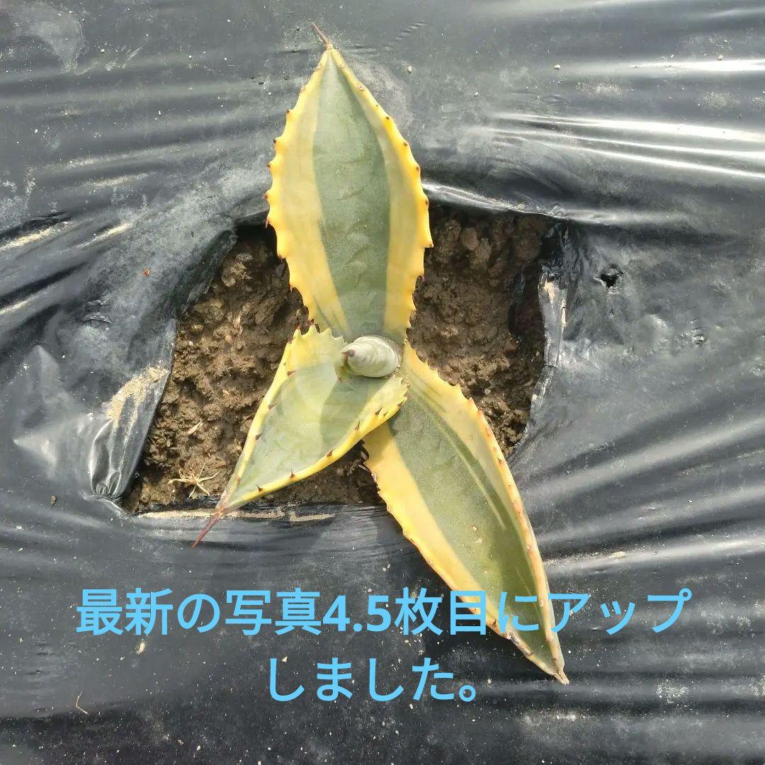 AGB33　リップルエフェクト　子株