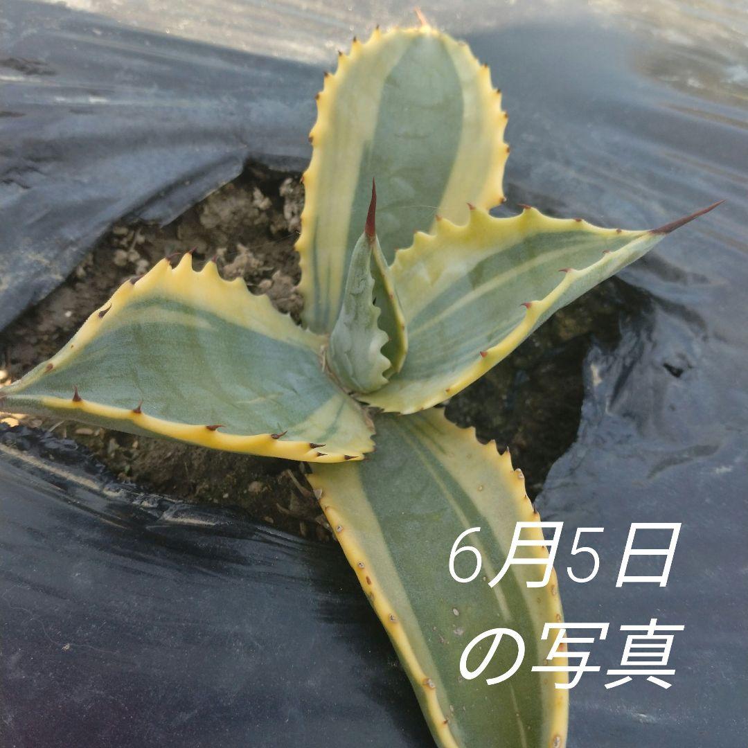 AGB33　リップルエフェクト　子株