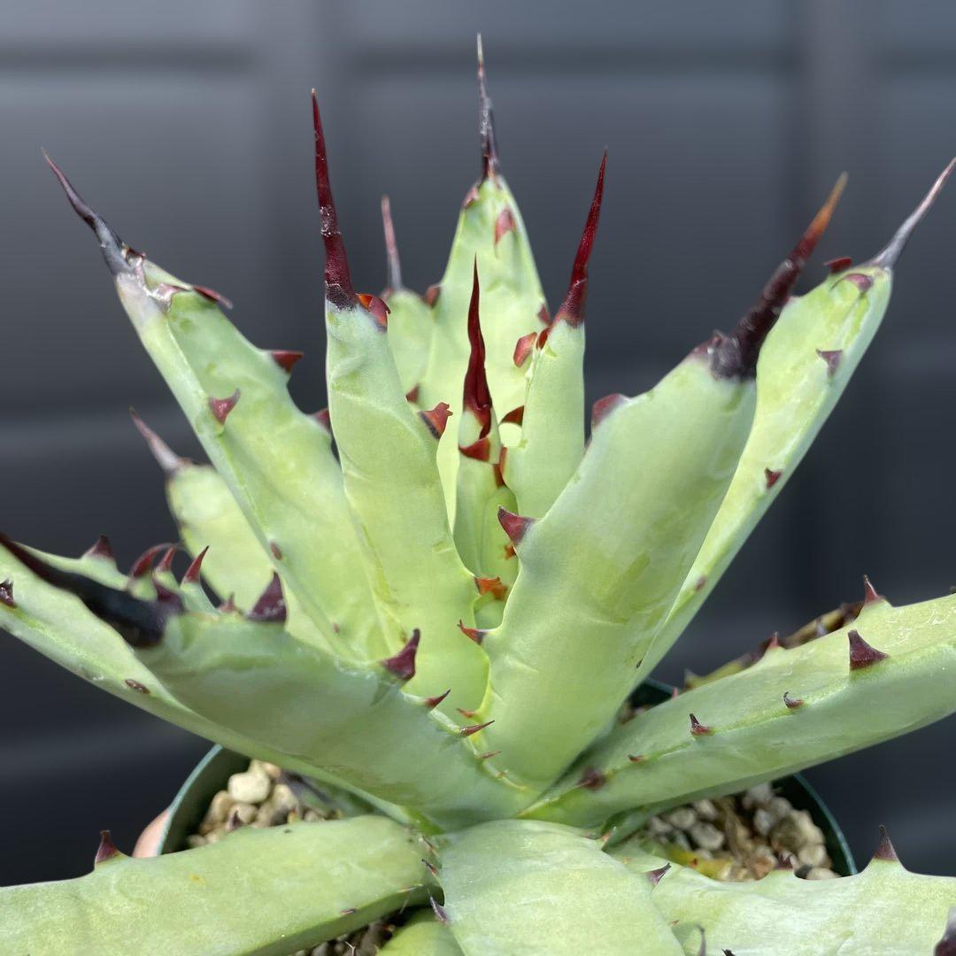 アガベ　マクロアカンサ　連棘タイプ N PLANTS | Agave macroacantha 連棘のマクロアカンサ 写真だと