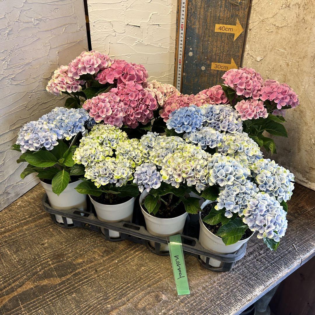 アジサイ　4鉢1種2色10鉢　マジカルレボリューション　紫陽花