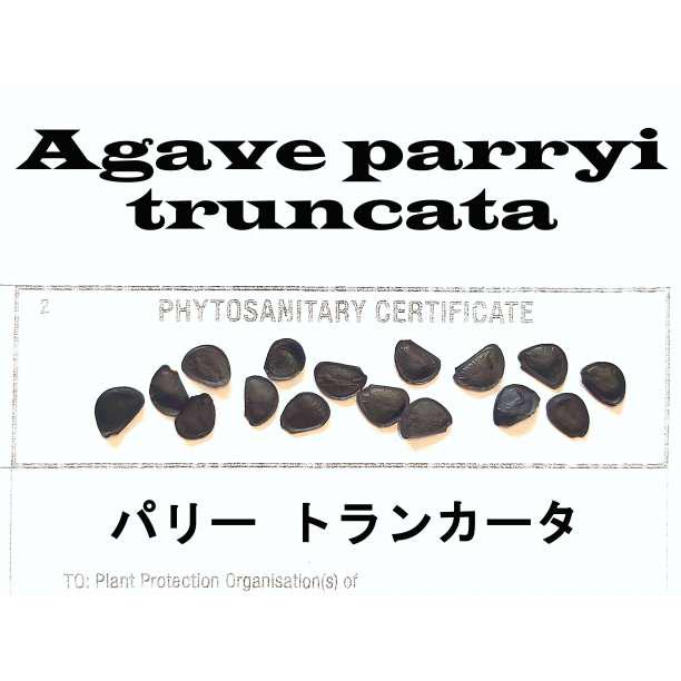 【国内正規総代理店アイテム】 2月入荷 20粒+ 証明書あり2606 種子 種 トランカータ パリー その他