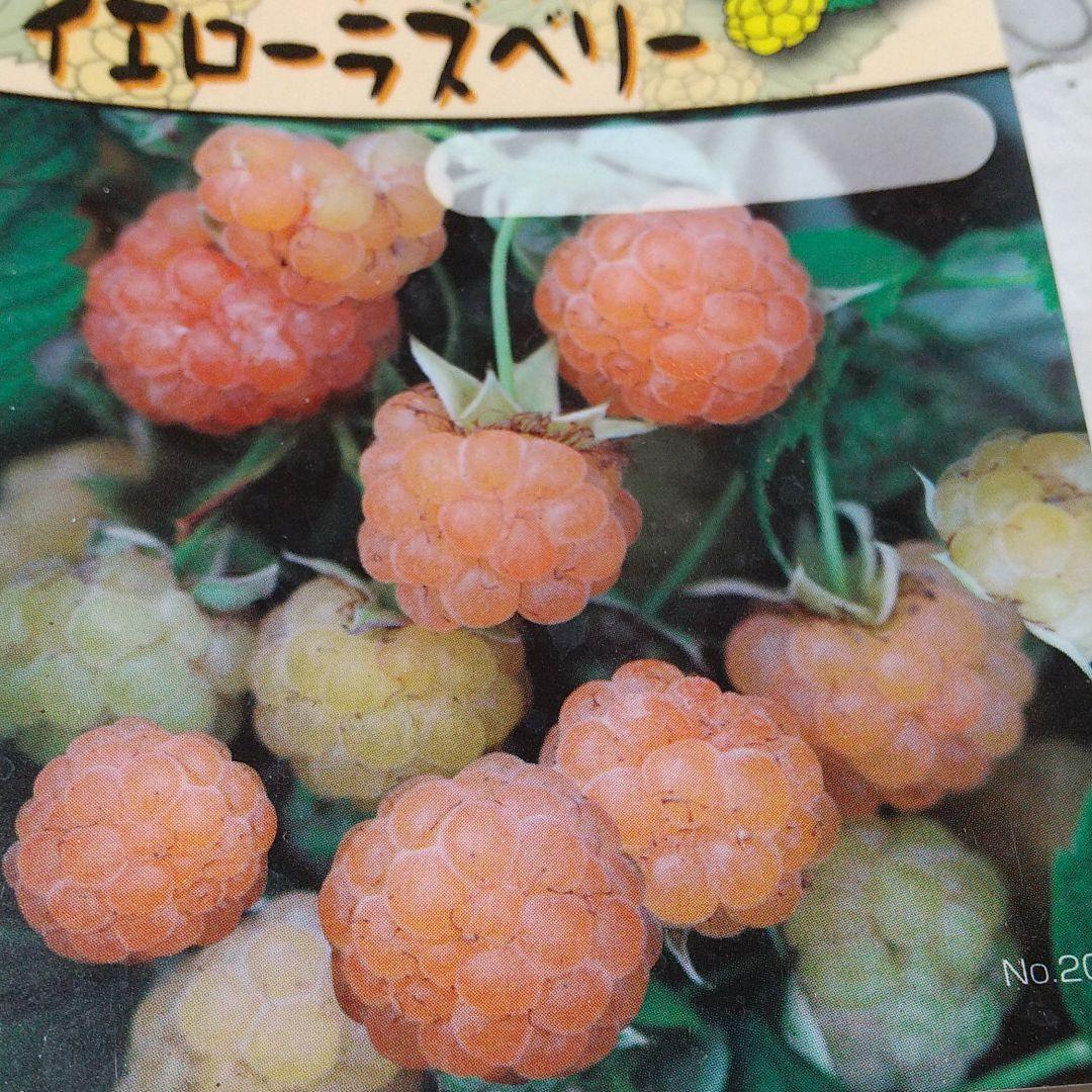 イエローラズベリー抜き苗 メルカリ イエローラズベリー抜き苗 メルカリ