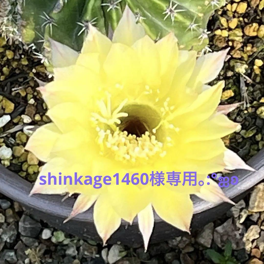 shinkage1460様 リクエスト 10点 まとめ商品 - メルカリ