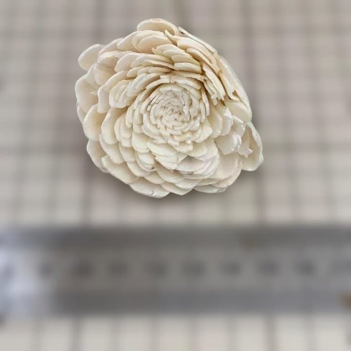 100本】ソラローズ (大6cm)大地農園※新品未使用品(茎カットのみ