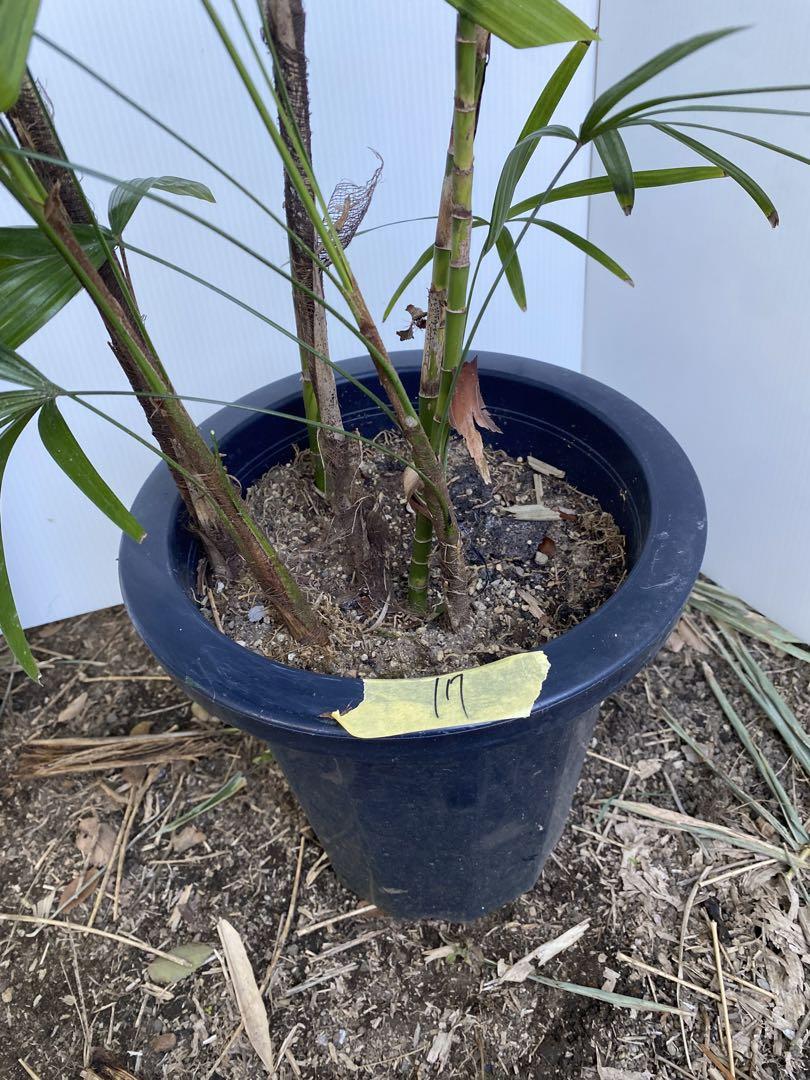 シュロチク　棕櫚竹　8号鉢　17 観葉植物